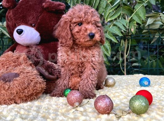 Her Şehire Gönderim Sağlayabildiğimiz Toy Poodle Yavrular görsel