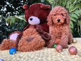 Her Şehire Gönderim Sağlayabildiğimiz Toy Poodle Yavrular