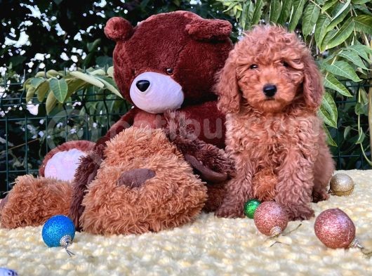 Her Şehire Gönderim Sağlayabildiğimiz Toy Poodle Yavrular görsel