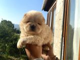 Chow Chow Çi̇n Aslani