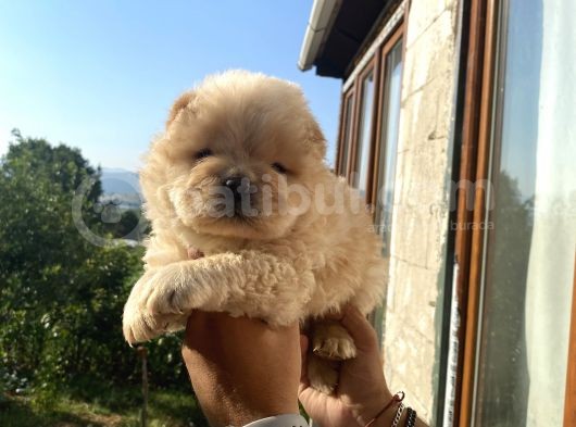 Chow Chow Çi̇n Aslani görsel