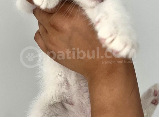2 Aylık Bristish görsel