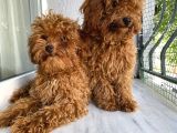 Toypoodle Red Kore Kan Mini Erkek Dişi Yavrularımız