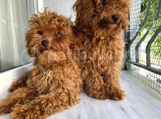 Toypoodle Red Kore Kan Mini Erkek Dişi Yavrularımız görsel