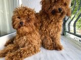 Toypoodle Red Kore Kan Mini Erkek Dişi Yavrularımız