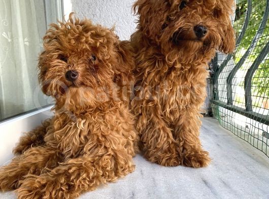 Toypoodle Red Kore Kan Mini Erkek Dişi Yavrularımız görsel