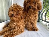 Toypoodle Red kore kan Mini Erkek Dişi Yavrularımız