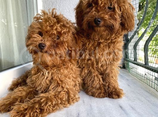 Toypoodle Red Kore Kan Mini Erkek Dişi Yavrularımız