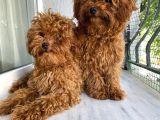 Toypoodle Red Kore Kan Mini Erkek Dişi Yavrularımız