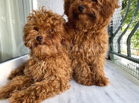 Toypoodle Red Kore Kan Mini Erkek Dişi Yavrularımız görsel