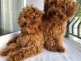 Toypoodle Red Kore Kan Mini Erkek Dişi Yavrularımız