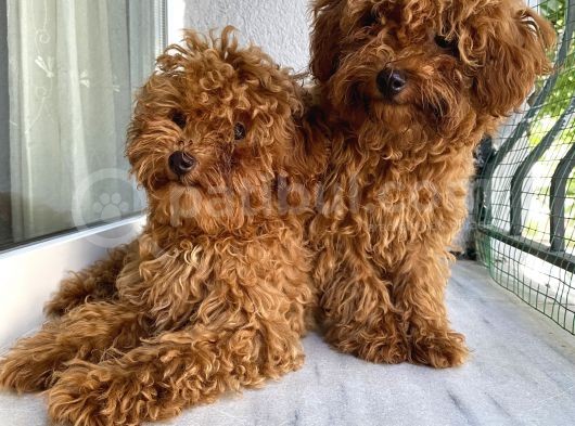 Toypoodle Red Kore Kan Mini Erkek Dişi Yavrularımız görsel