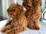 Toypoodle Red Kore Kan Mini Erkek Dişi Yavrularımız