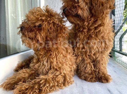 Toypoodle Red Kore Kan Mini Erkek Dişi Yavrularımız görsel