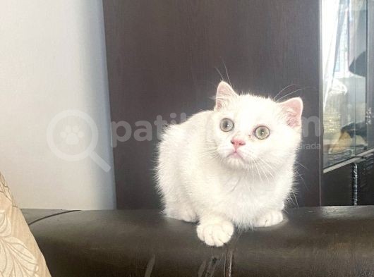 Yakışıklı Silver Oğlumuz