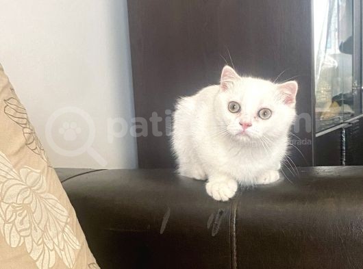 Yakışıklı Silver Oğlumuz görsel