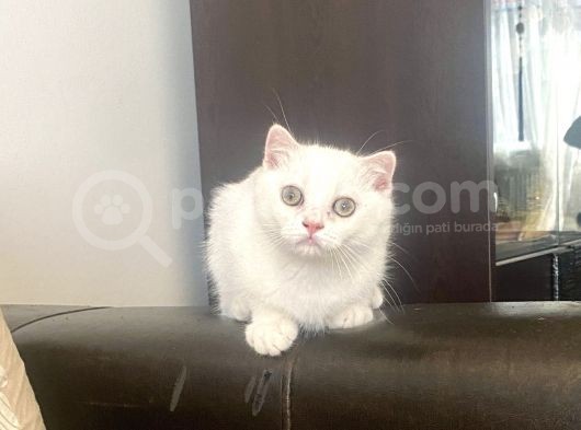Yakışıklı Silver Oğlumuz görsel
