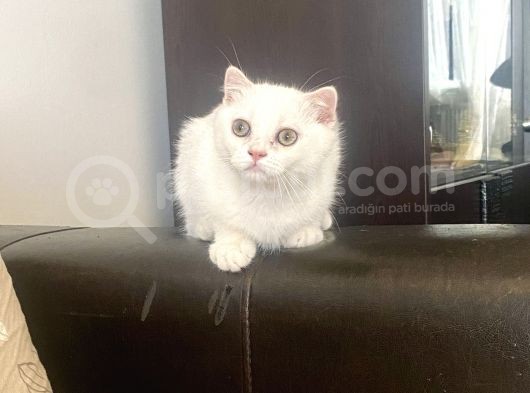 Yakışıklı Silver Oğlumuz görsel
