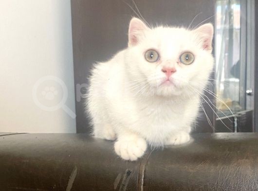 Yakışıklı Silver Oğlumuz görsel