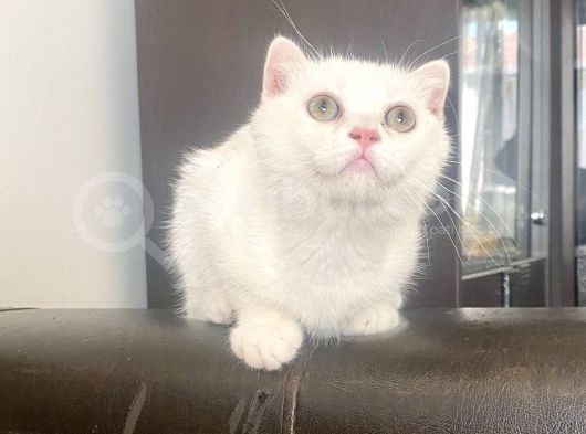 Yakışıklı Silver Oğlumuz görsel