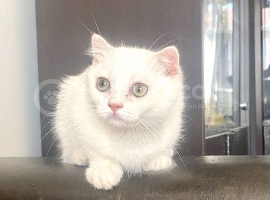 Yakışıklı Silver Oğlumuz görsel