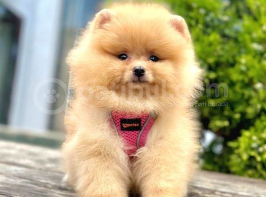 Safkan Pomeranian Boo Yavrularımız görsel