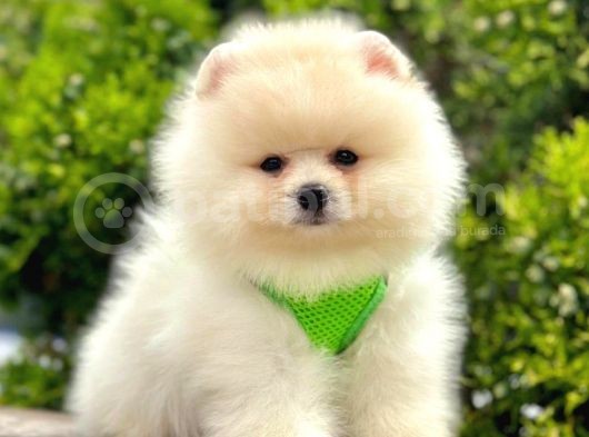 Safkan Pomeranian Boo Yavrularımız görsel