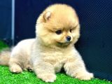 2 Aylık Dişi Teacup Pomeran Yavrular