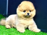 2 Aylık Dişi Teacup Pomeran Yavrular