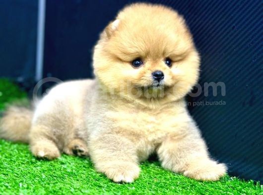 2 Aylık Dişi Teacup Pomeran Yavrular görsel