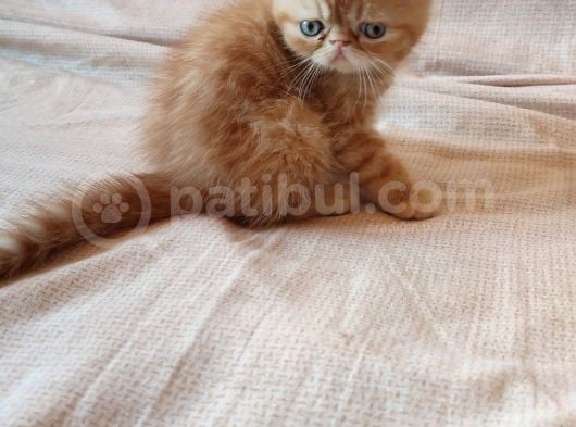 Sağlıklı Exotic Irkı Kısa Tüylü Yavrular görsel