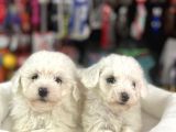MALTESE TERRİER YAVRULARIM TESLİME HAZIR