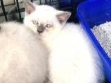 Bluepoi̇nt Bri̇ti̇sh Shorthai̇r Bebekler