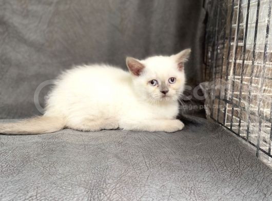 Bluepoi̇nt Bri̇ti̇sh Shorthai̇r Bebekler görsel