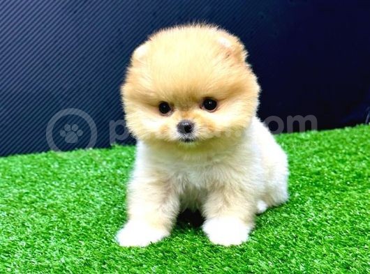 2 Aylık Dişi Teacup Pomeran Yavrular görsel