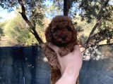 Kore Toypoddle Red Brown Bebekler