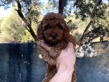 Kore Toypoddle red brown bebekler