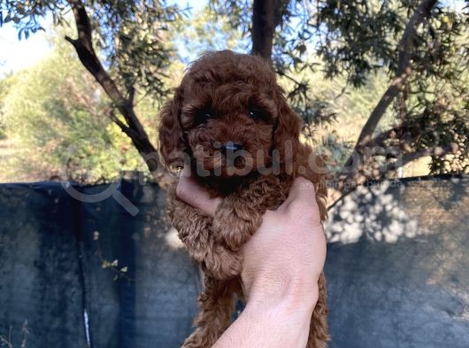 Kore Toypoddle Red Brown Bebekler