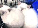 BLUEPOİNT BRİTİSH SHORTHAİR BEBEKLER