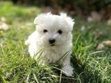 KORE KAN MALTESE TERRİER YAVRULARIM TESLİME HAZIR