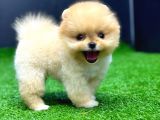 2 aylık dişi teacup pomeran yavrular