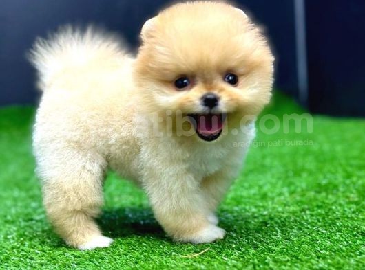 2 Aylık Dişi Teacup Pomeran Yavrular