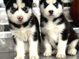 HUSKY YAVRULAR TESLİME HAZIR