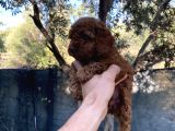 Kore Toypoddle Red Brown Bebekler