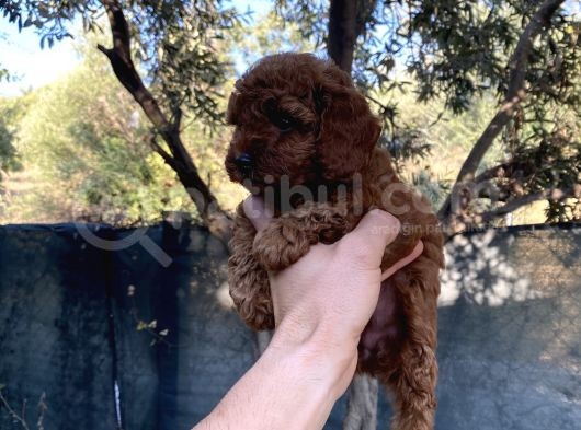 Kore Toypoddle Red Brown Bebekler görsel
