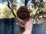 Kore Toypoddle Red Brown Bebekler