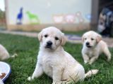 BEBEK YÜZ GOLDEN RETRİEVER YAVRULARIM