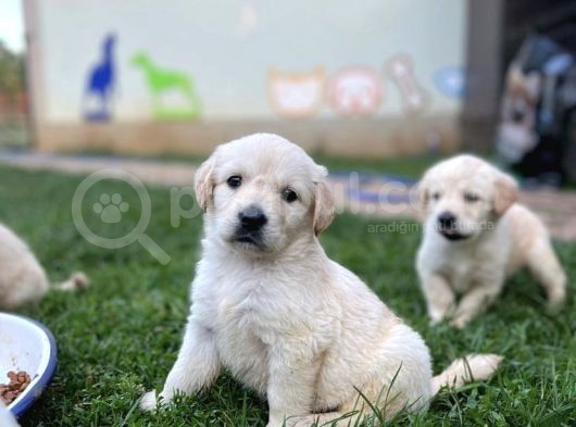 Bebek Yüz Golden Retri̇ever Yavrularim
