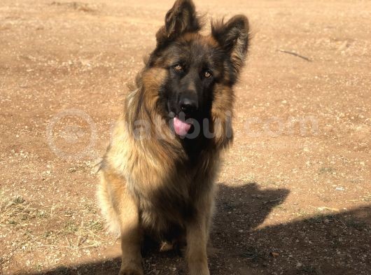Kali̇teli̇ Şecereli̇ Uzun Tüylü Alman Çoban Köpeği̇ Yavrulari görsel