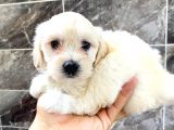 MALTESSE TERRİER  